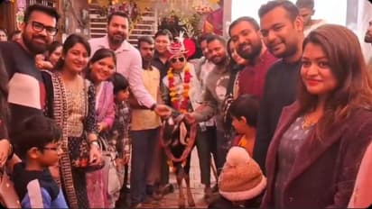 MP tikamgarh bakre par baraat 12 year old dulha bhabi shadi viral video