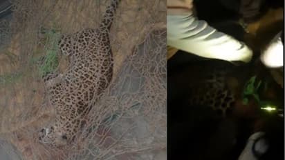 UP Maharajganj tiger attacks masjid maharajganj three injured suspected death wildlife protection investigation