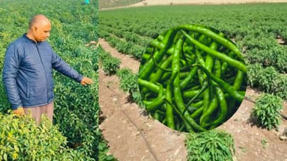 green chilli farming