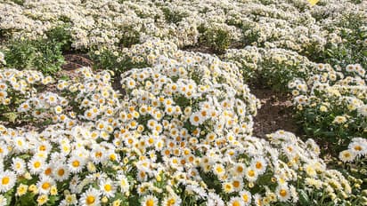 saharanpur kisan ashwani kumar flower farming guldavari earnings agriculture msp crops