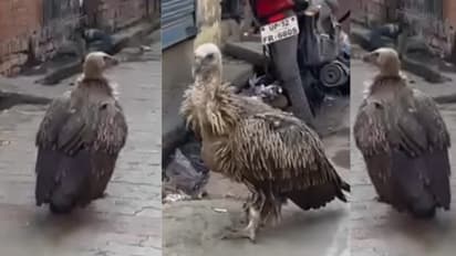 lko viral video Vultures campwell lucknow wildlife department