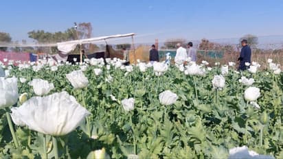 chittorgarh Opium farming narcotics department cc tv cameras