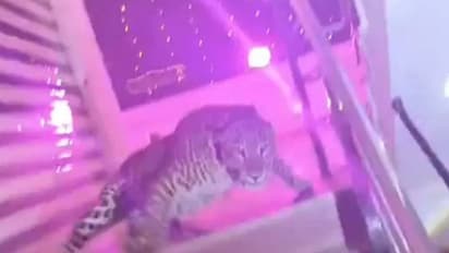 lucknow budheshwar marriage lawn tendua attack wild animal panic forest department rescue