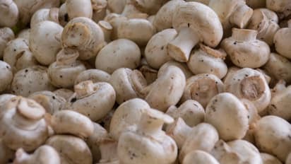 kaushambi farmer earns lakhs from mushroom farming cost profit technique