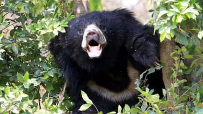 Rajsamand latest news