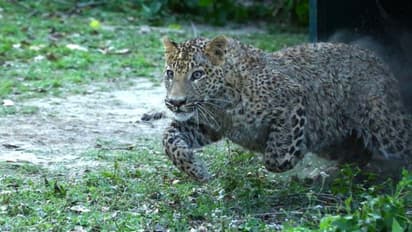 Leopard Attack Lakhimpur