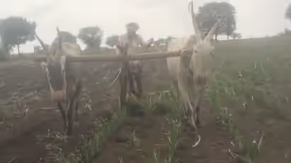 Vijayanagara Farmers destroy Maize crops