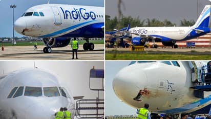 IndiGo bird hit