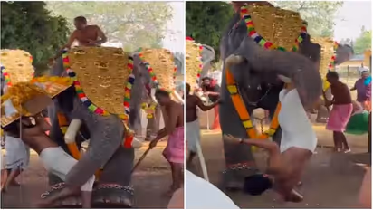 elephant attack on kerala temple festival