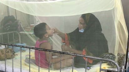 hat food to give kids in dengue