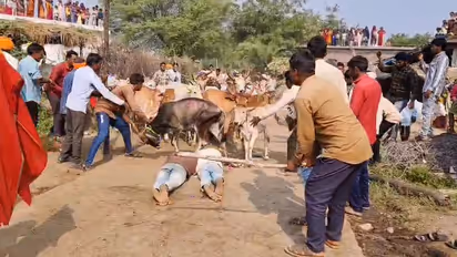 MP Villagers Lie Face-Down As Cattle Run Over Them In Bizarre Post-Dussehra Ritual, Video Goes Viral