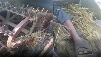 man crushed in thresher machine