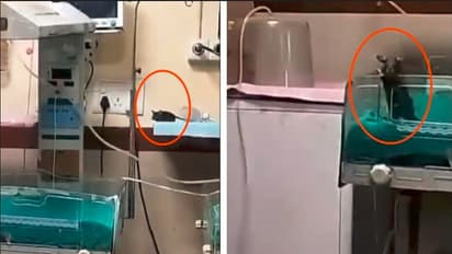 Indore Hospital's NICU Infested with Rats