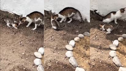 cats Poop Burying Behavior