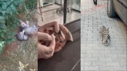 mother Cat brings kitten to veterinary hospital