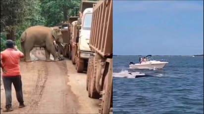 Elephant Blocks Road Whale Hits Boat, Dies