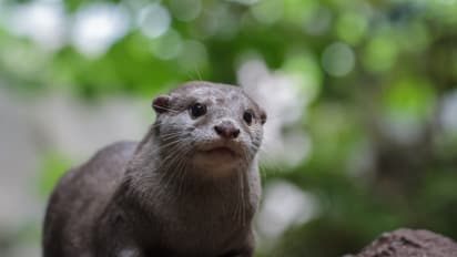 Otter Pups