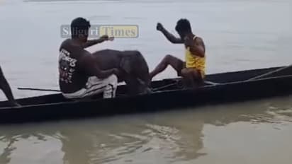 Fishermen Risk Lives To Save Baby Elephant From Teesta