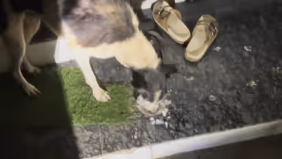 Delivery Rider Goes Extra Mile to Help Injured Stray Dog