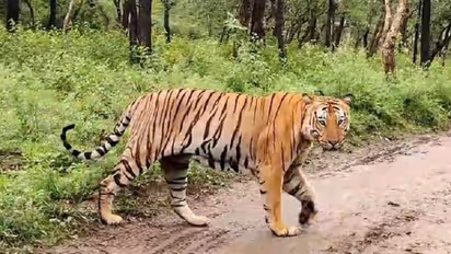 Mysuru tiger attack on farme