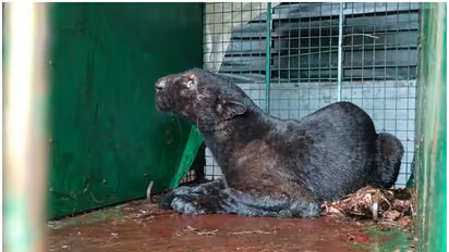 Rare Black Leopard Trapped in a Forest Department Cage in Karnataka