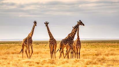 Giraffe