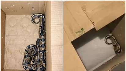 Pythons Found in Bengaluru Apartment
