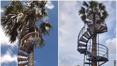 Iron stairs on palm tree Tamil Nadu