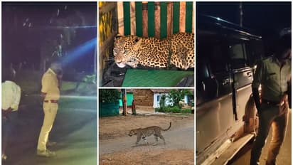 Leopard Trapped in Chikkamagaluru