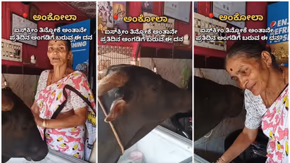 Ankola old woman and cow bond