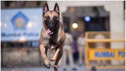 Belgian Malinois dogs