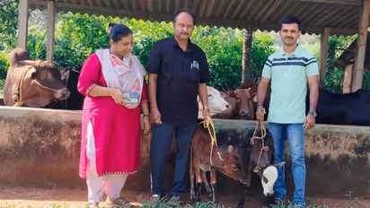 malnad gidda calfs travelled in Train