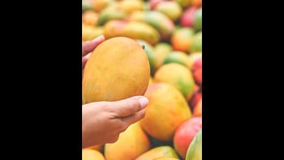 mango varieties in India