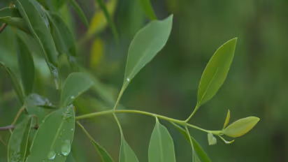 സ്വകാര്യ ഭൂമിയിലെ ചന്ദനമരം മുറിക്കാം