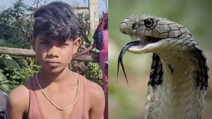 Chhattisgarh Jashpur district Cobra died after 8 year old boy bites