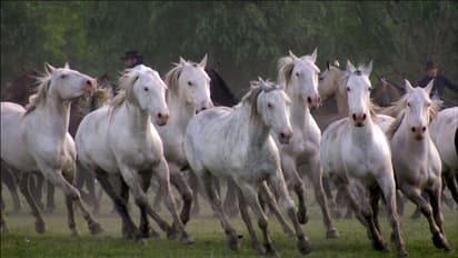 Seven Horses