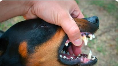 Karnataka: Stray dog attacks rise sharply (Representation)