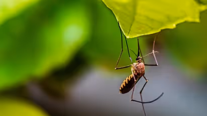 mosquitoes