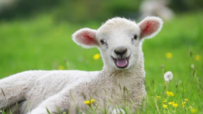 owner turned down the offer to sell the sheep despite the offer of one crore rupees for Eid ul Azha Know the reason  