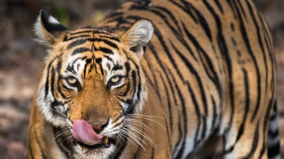 293 people killed in tiger attacks 2657 in elephant attacks in last four years says government bsm