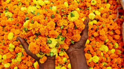 Vastu Tips Keeping this yellow flower plant at home brings blessings of Goddess Lakshmi and Ganesha bsm