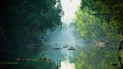 Sundarban