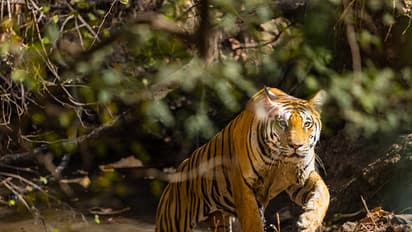 Forest department personnel are combing the jungle to capture tigress Zeenat in Bankura bsm