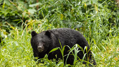 Bear in japan