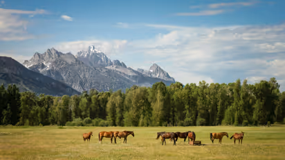 Grassland