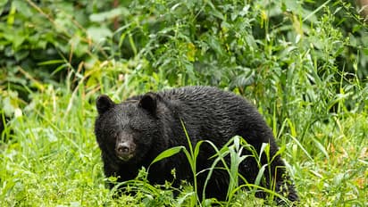 Bear in japan