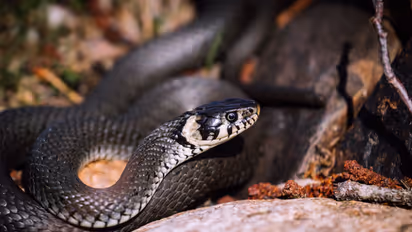 Maharatstra Students Snake Bite Death