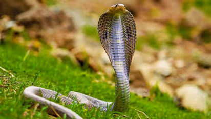 snake