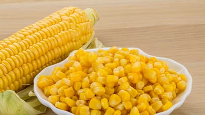Healthy food Bhutta Know the 6 benefits of eating corn bsm