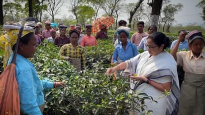 Mamata Banerjee during her visit to North Bengal spoke and made tea in Jalpaiguri bsm